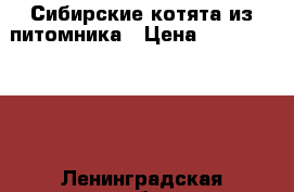 Сибирские котята из питомника › Цена ­ 20000-30000 - Ленинградская обл., Санкт-Петербург г. Животные и растения » Кошки   . Ленинградская обл.
